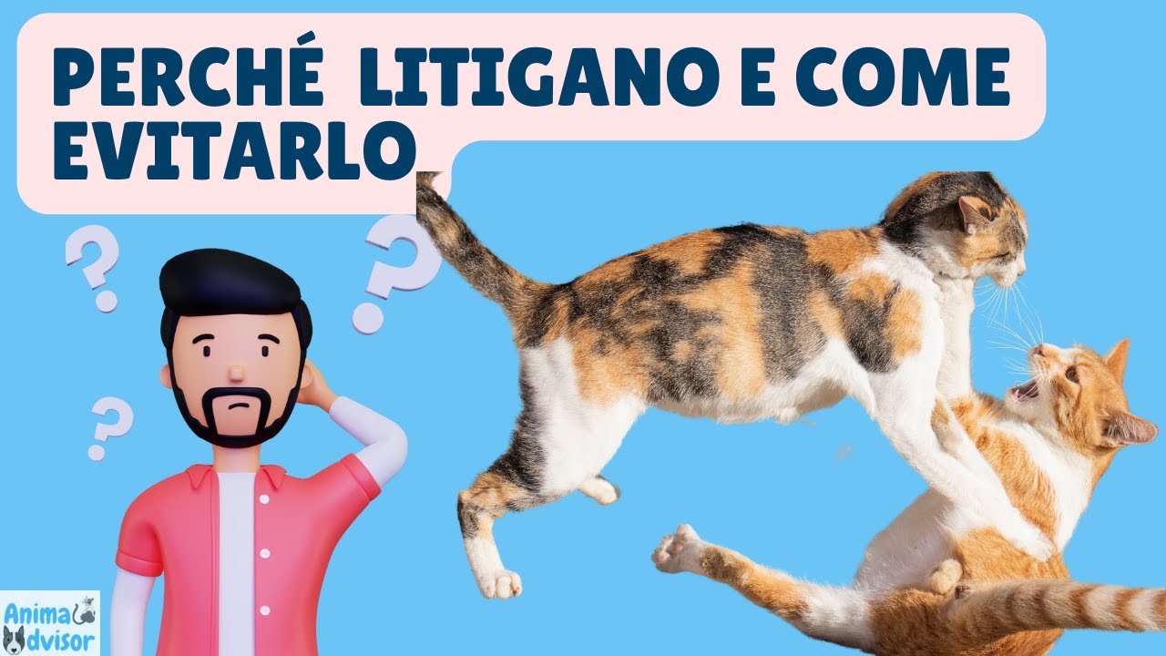 Perché I Gatti Litigano Tra di Loro e Come Evitarlo 🐱🐱
