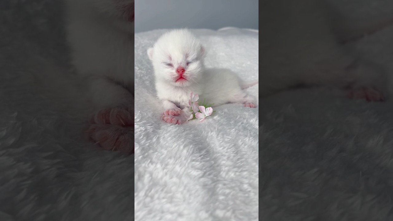 White kitten lucu and the cute 😆 