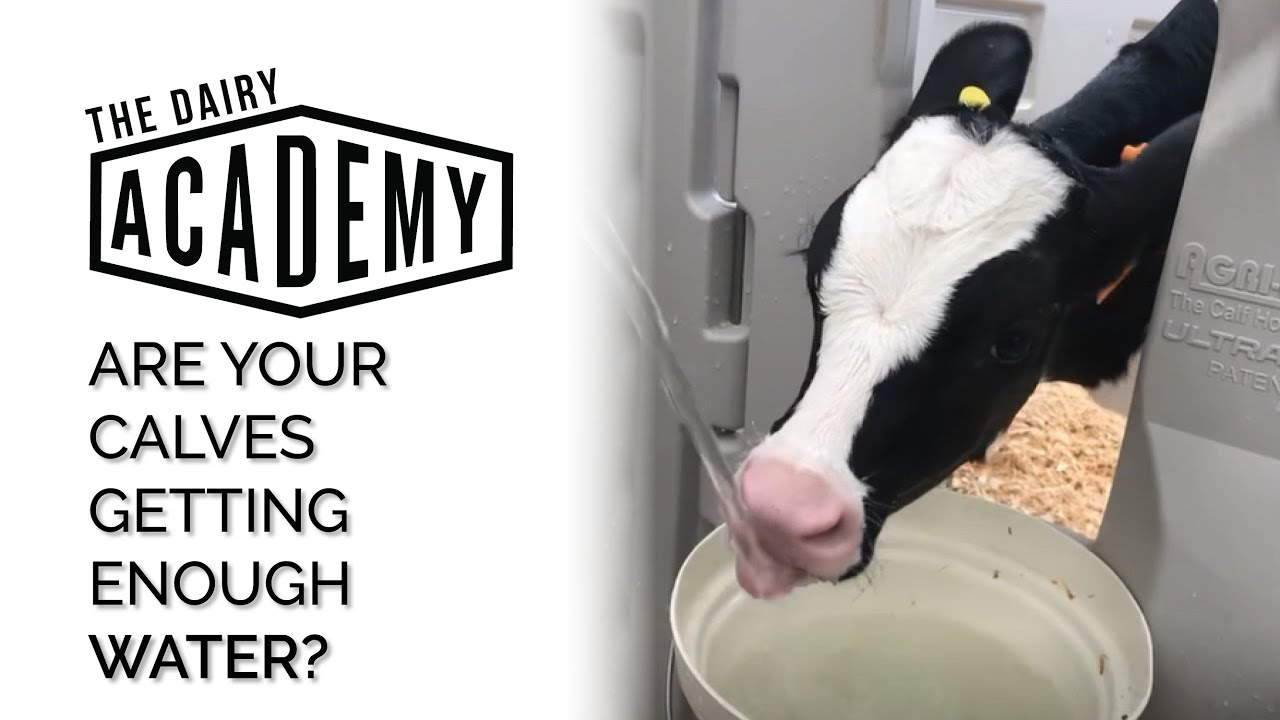 Are your calves getting enough water?
