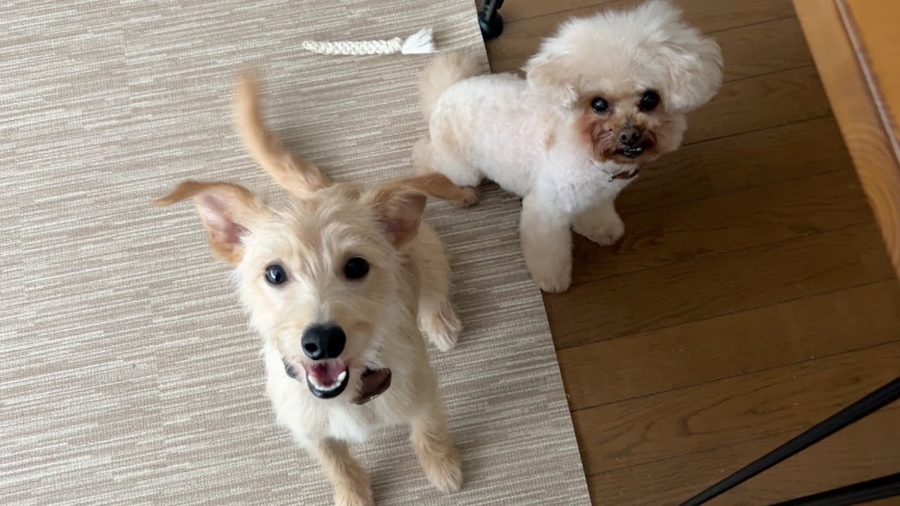 新しい習慣と、ヘアカットした保護犬と姉犬