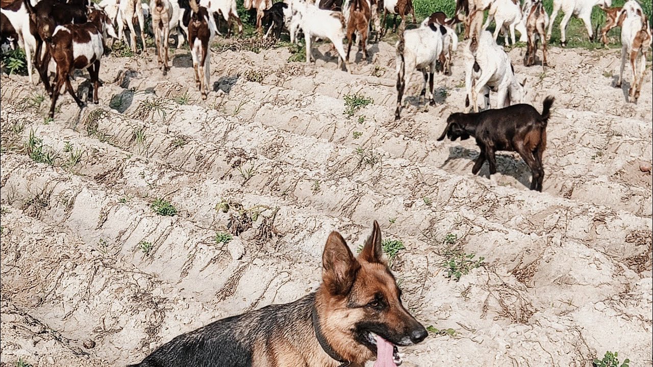 Live: My German Shepherd Herding Goats in Potato Fields | Winter Sun Grazing