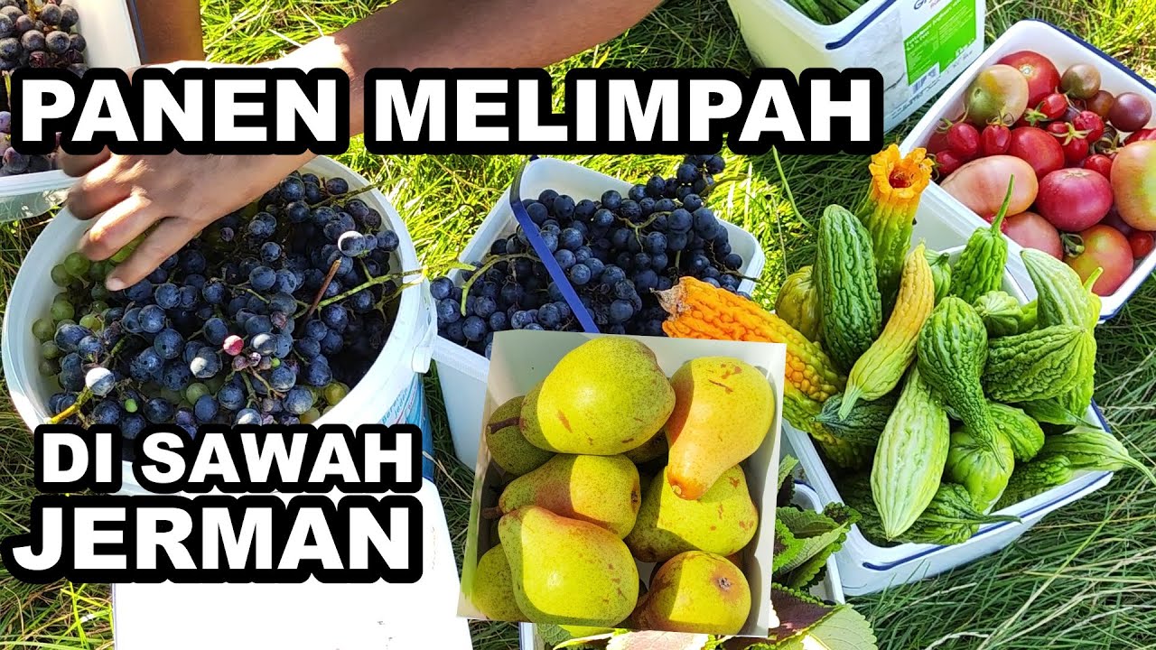 PANEN PARE JUMBO,BUAH ANGGUR ,PLUM,PIR DI SAWAH PRIBADI