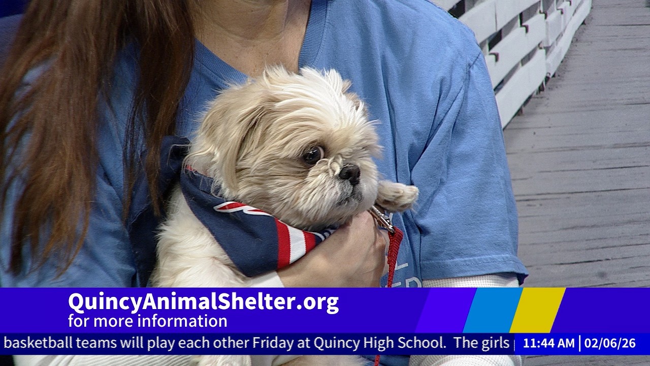 Currently in Quincy: Quincy Animal Shelter (2/6/2026)