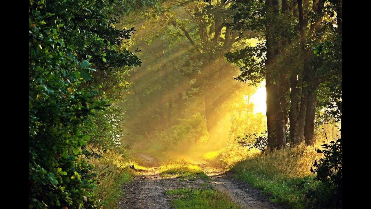 Morning in the Forest 4,5 hours of Relaxing Nature Music