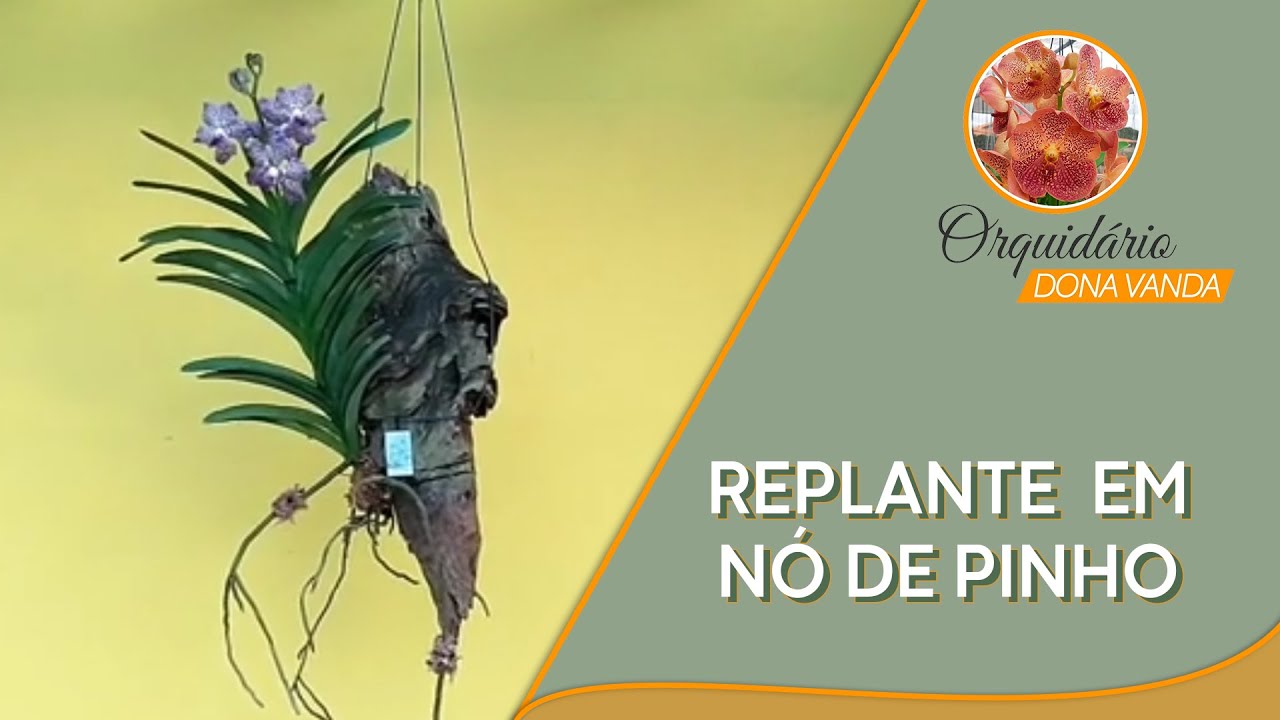 Replante em Nó de Pinho