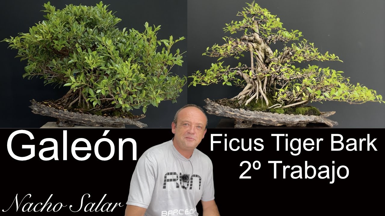 Ficus Tiger Bark (Galeón)  2º Trabajo   Nacho Salar