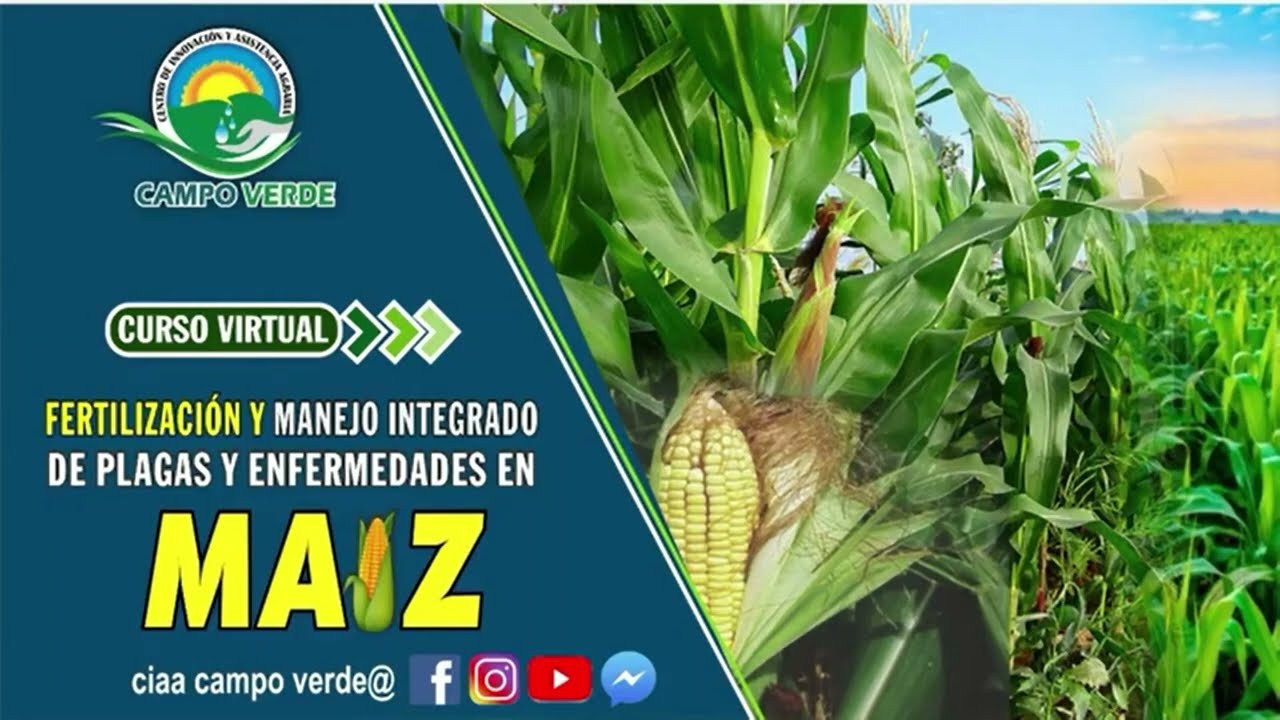 FERTILIZACION Y MANEJO INTEGRADO DE PLAGAS Y ENFERMEDADES EN MAIZ