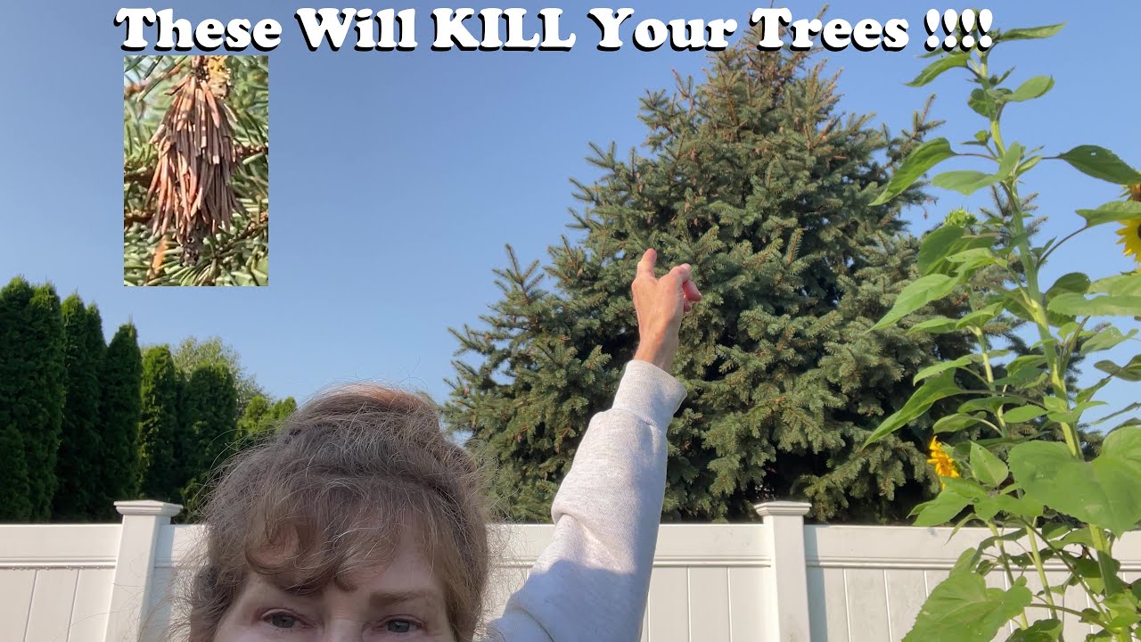 How To Save Your Trees From BAGWORMS