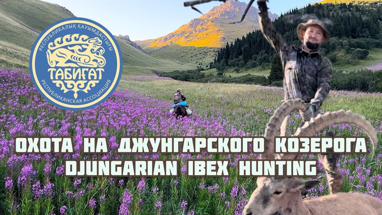Охота на Джунгарского Козерога, Djungarian ibex hunting