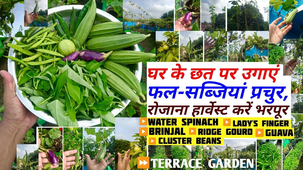 घर के छत पर उगाएं फल-सब्जियां प्रचुर, रोजाना हार्वेस्ट करे भरपूर | कलमी/भिंडी/तोरी/ग्वार/बैंगन/अमरूद