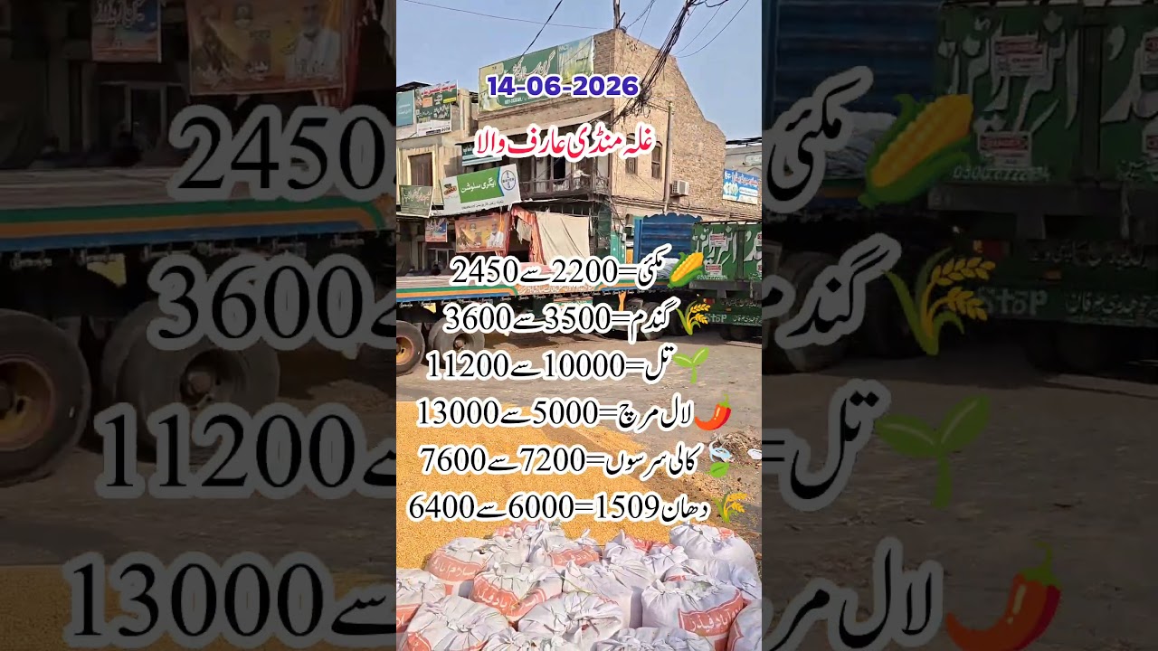 Arifwala Mandi Rates Today | Wheat, Makki & Dhan | 14-06-2026