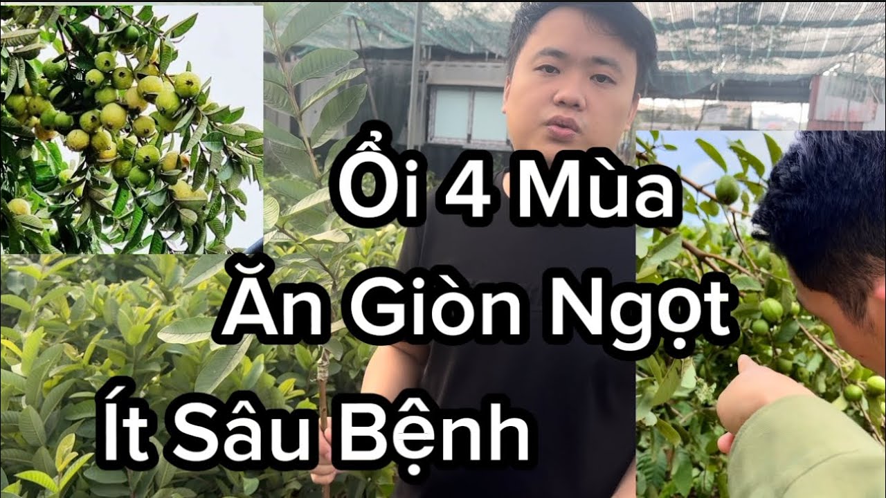 Giống Ổi 4 Mùa, Ổi Sai Quả Giòn Ngọt, 1 năm Thu 2 Đến 3 Tạ Quả , Ít Sâu Bệnh , Không Ruồi Vàng Châm
