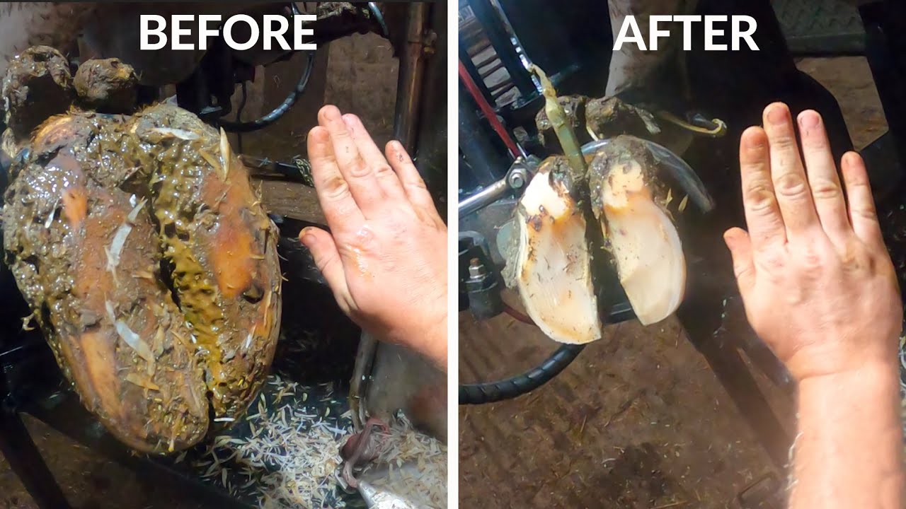 *RESTORING a COWS HOOF* ... TRIMTEC vs ROTOCLIP hoof trimming dwheels | The Hoof GP