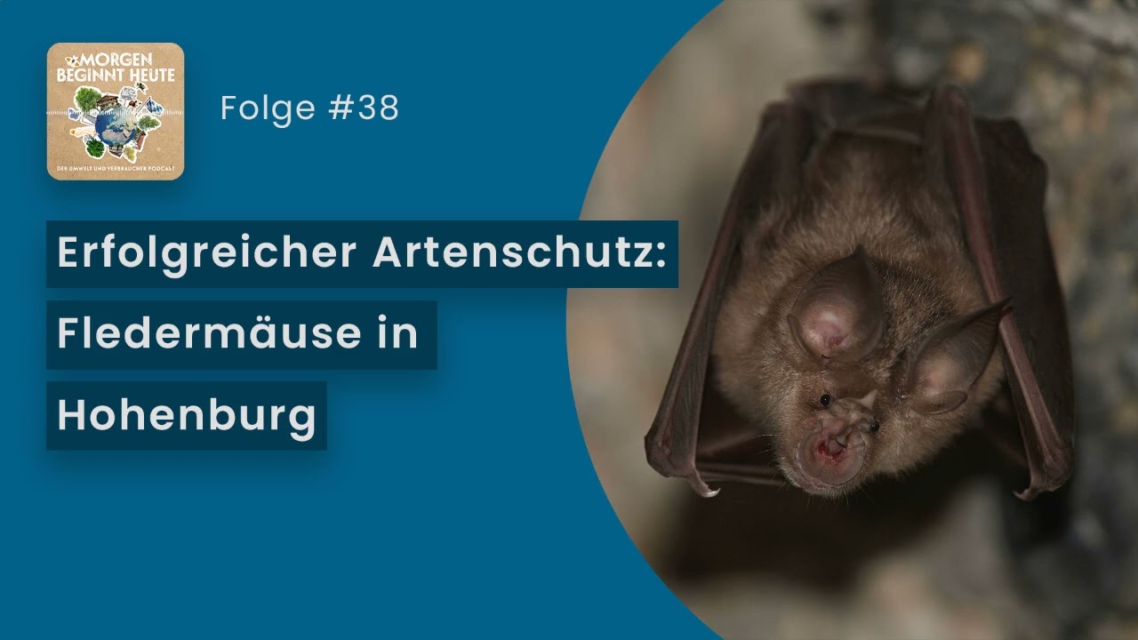 Erfolgreicher Artenschutz: Flederm&auml;use in Hohenburg