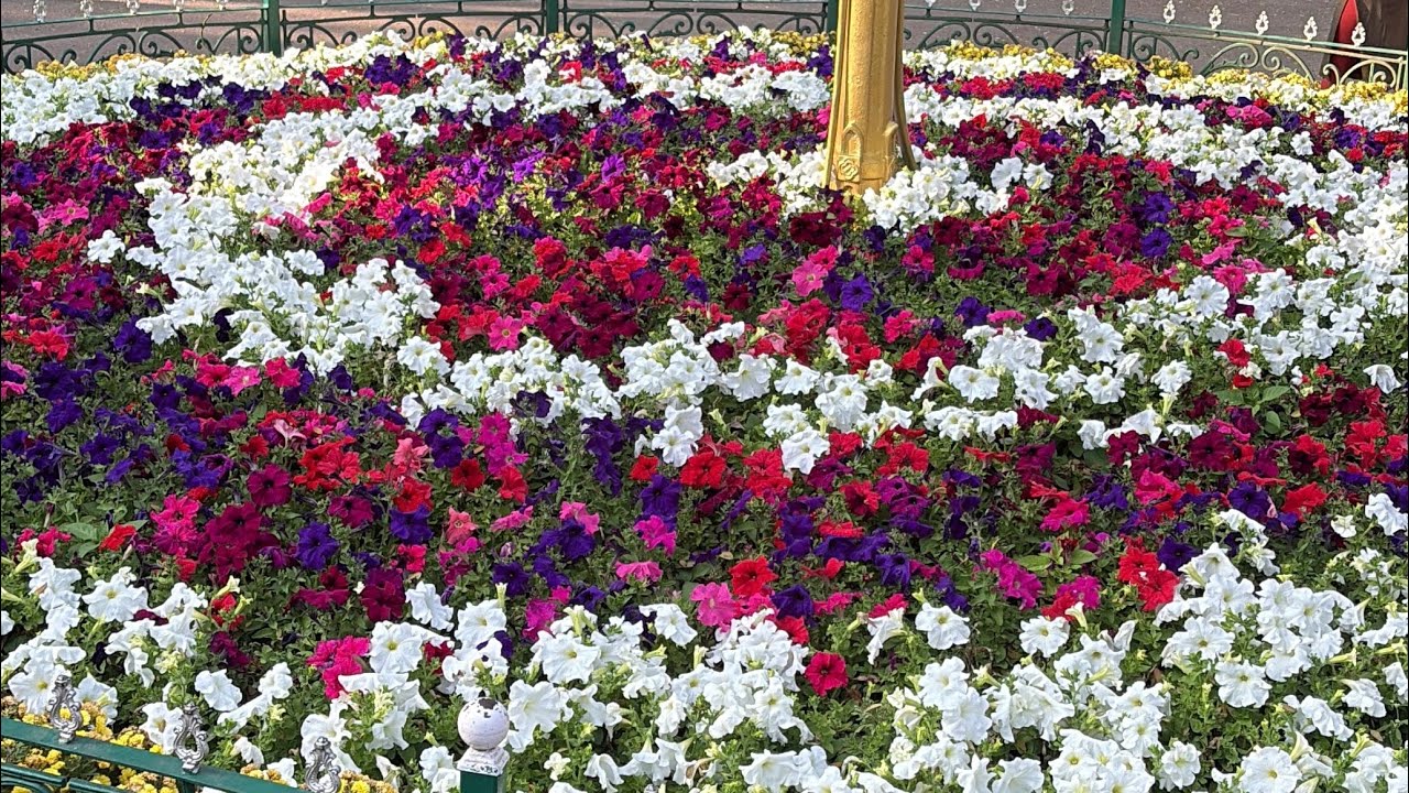 Enjoy#lalbag#botanicalgarden#minivlog#travel#love#viral#trendingvideo#trend#flowers#lake#waterfalls 
