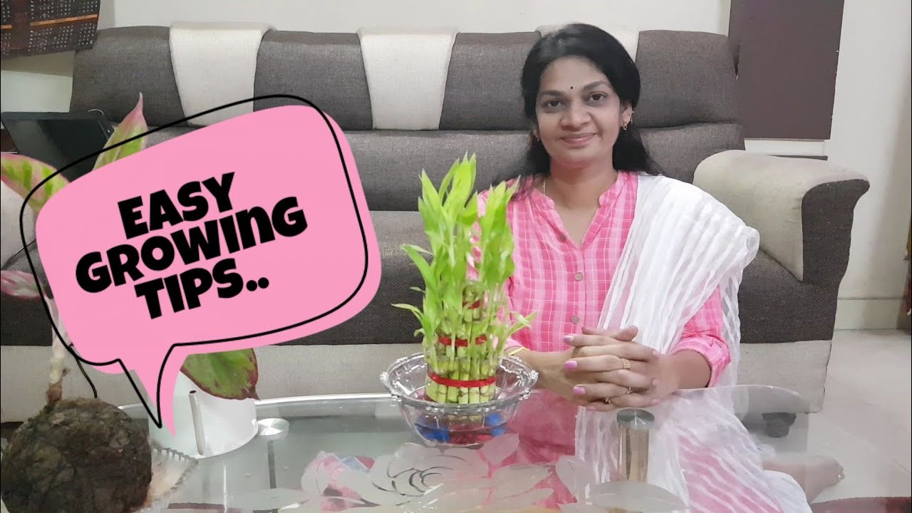 How to grow and care Lucky Bamboo indoors ?లక్కీ బాంబూ ని ఎలా పెంచుకోవాలి?#caring tips# indoorplants