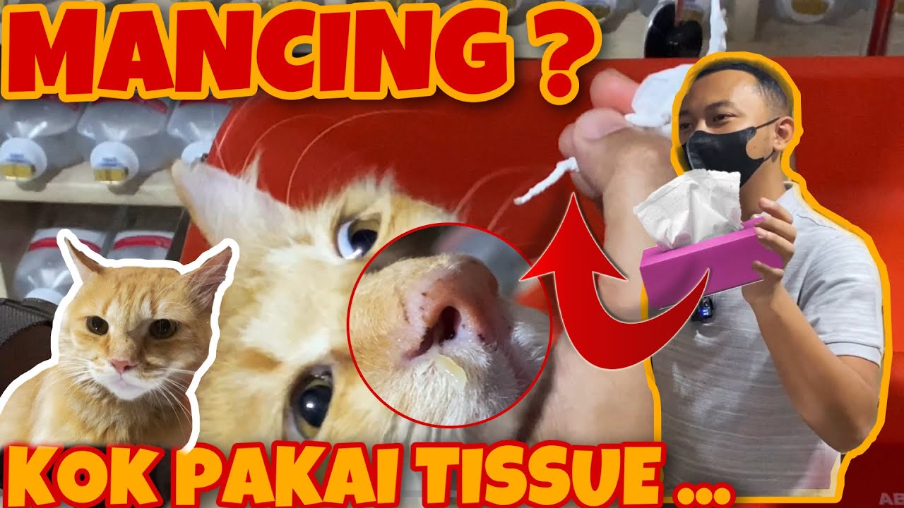 TISU MAGIC. JURUS AMPUH MENANGANI FLU PADA KUCING TAPI BANYAK ORANG TDK TAU. P3K FLU BERSIN KUCING