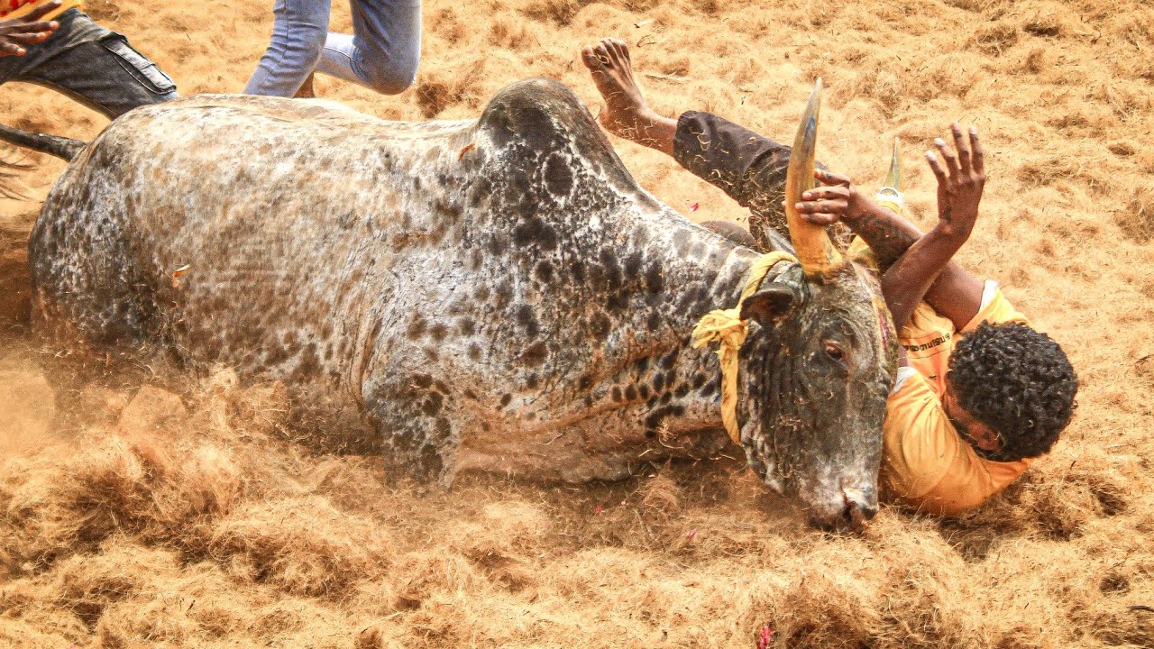 Kajamalaiyil Jallikkattu 2026 Videos 06 | காஜாமலையில் ஜல்லிக்கட்டு 2026 Videos 06
