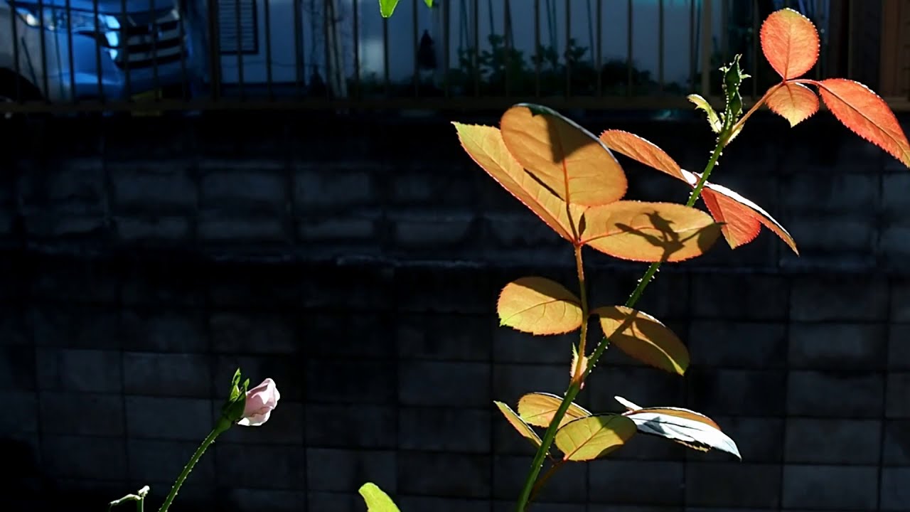 Golden Hour in Photography and Cinematography: Seize the Light: 写真のゴールデンアワー