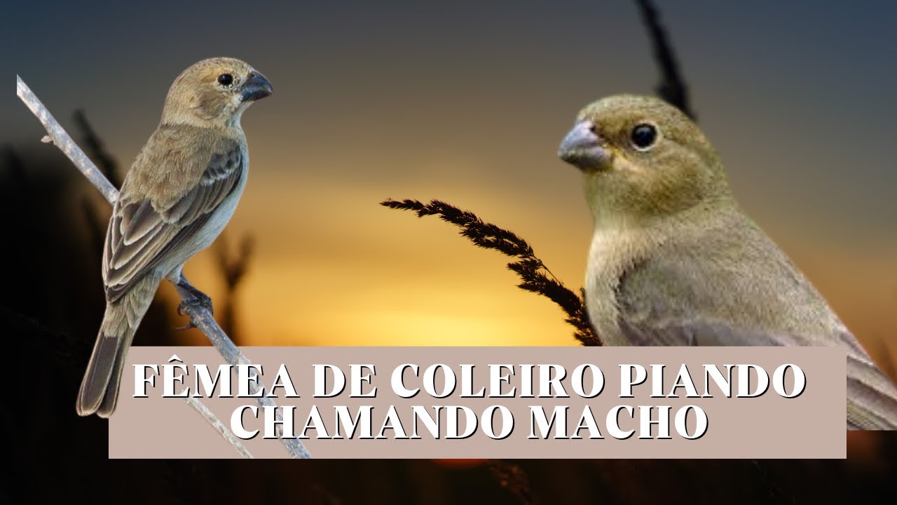 F&ecirc;mea de coleiro piando e Chamando para Esquentar