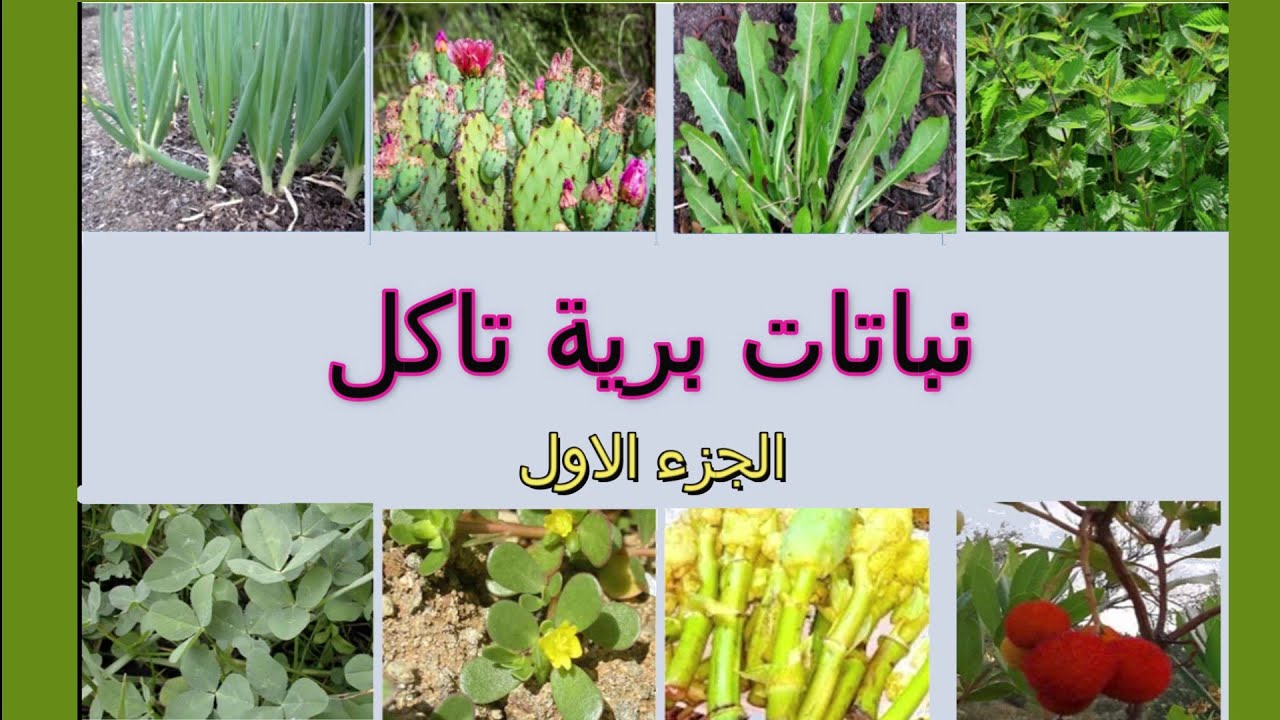نباتات برية تؤكل 01