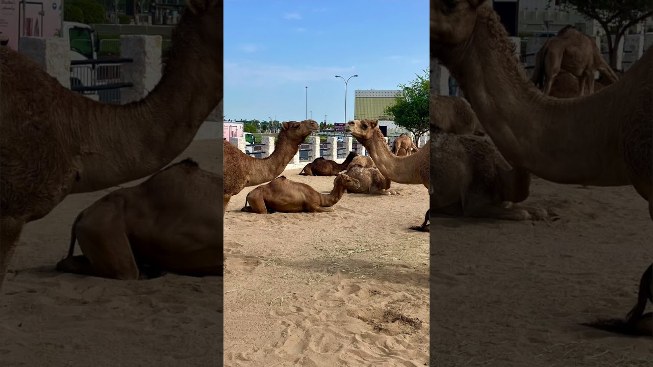 Qatar - Royal Camels