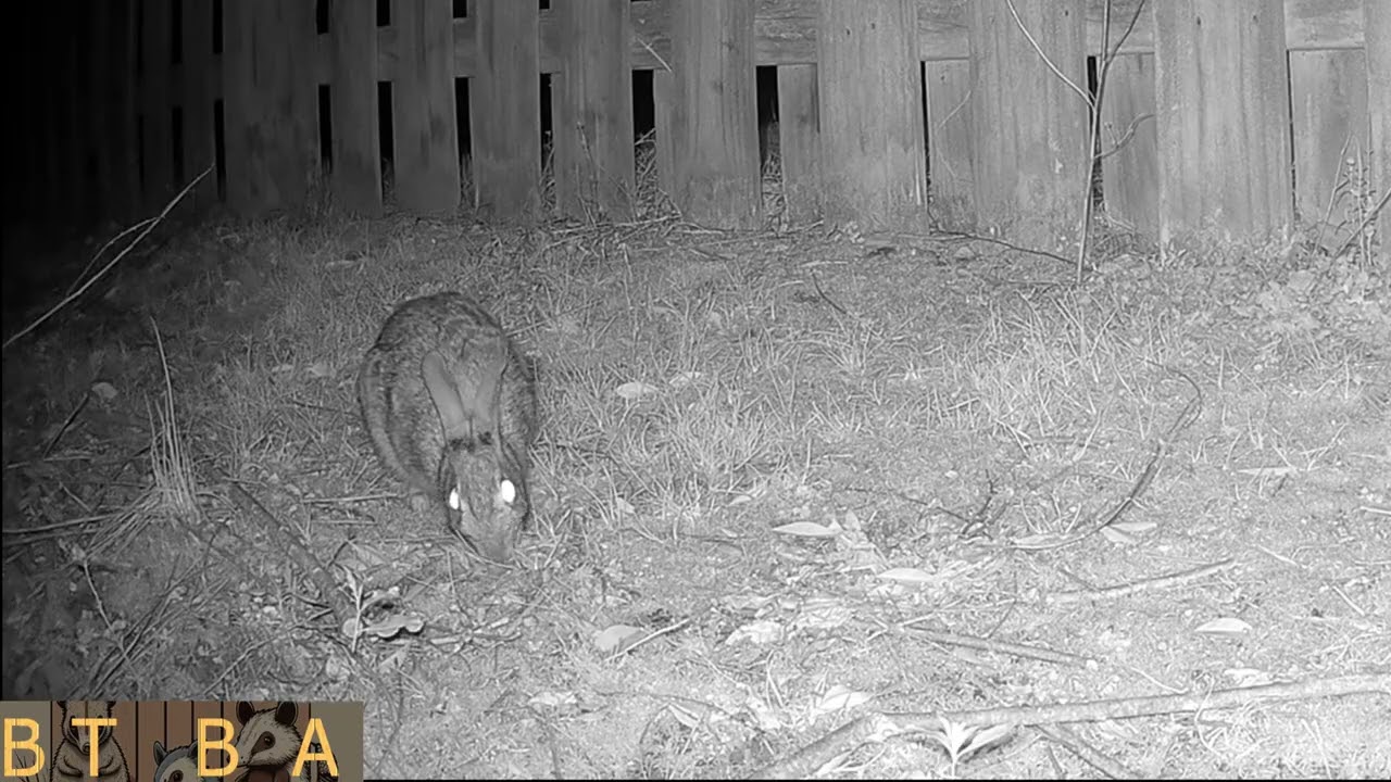 Early February 2026 (Cats, Birds, Picky Opossum)