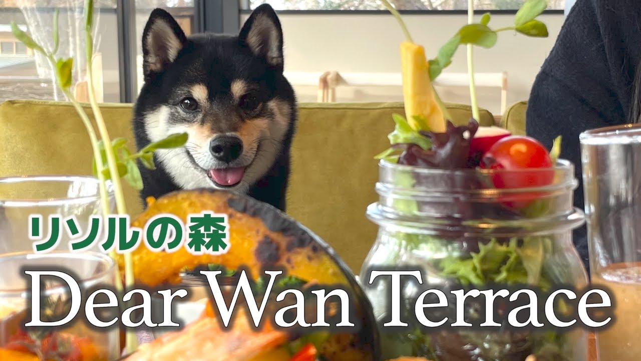お高いごはんを普通に拒否する豆柴が可愛い【リソルの森】Dear Wan Terrace
