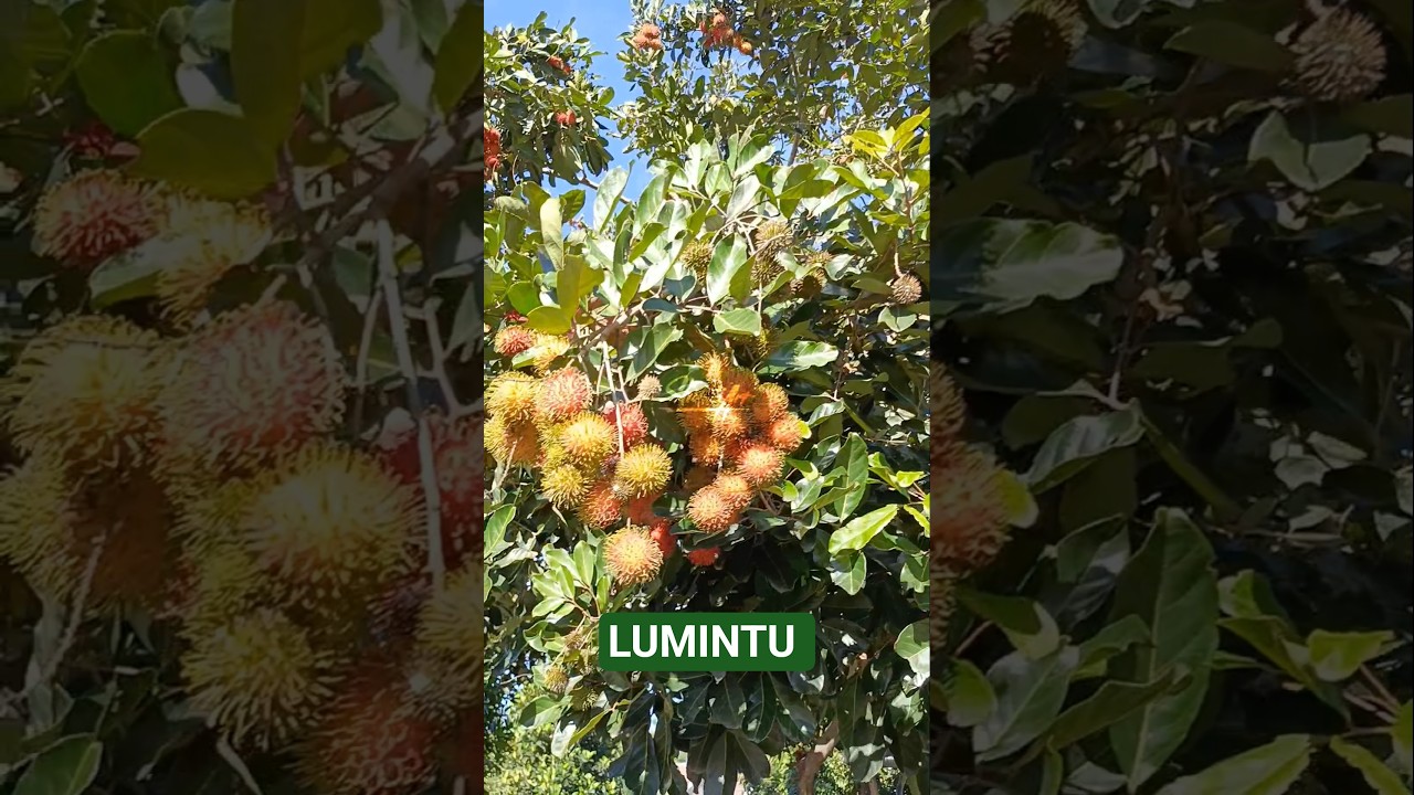 LUMINTU BUAHNYA 