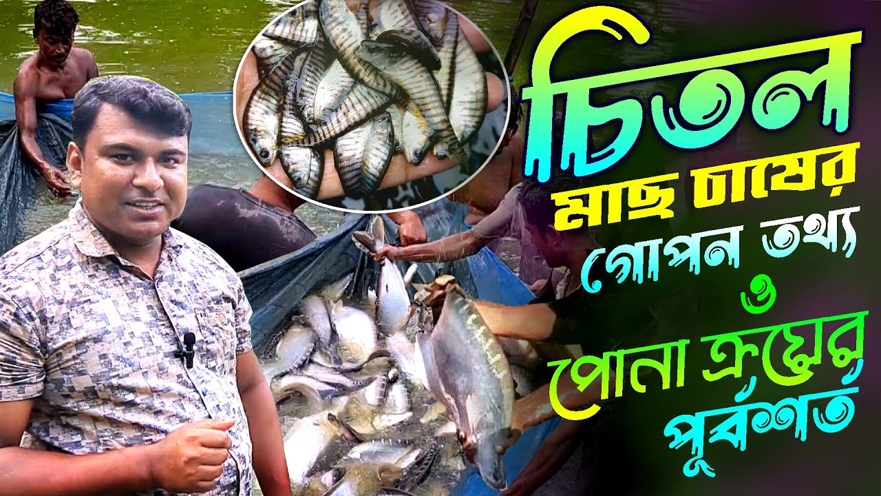 চিতল মাছ চাষের গোপন রহস্য || চিতল মাছের পোনা কোথায় পাবেন 🐬 Chitol maser pona । Fish seed hatchery