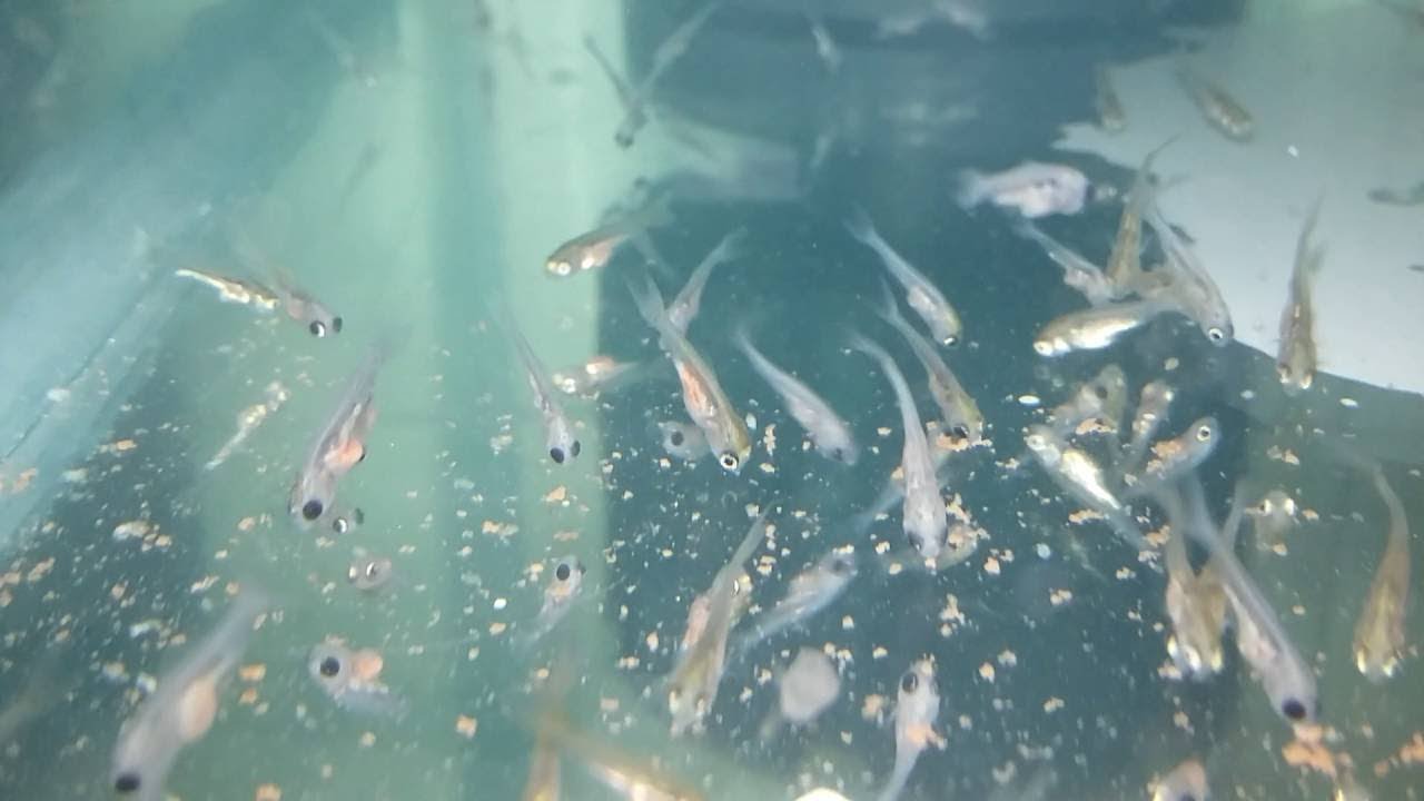 THOUSANDS of SHUBUNKIN babies transfered in MY MEGA GROW-OUT TANK!