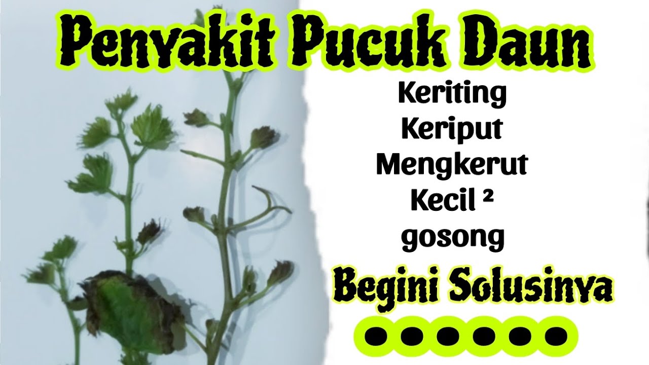 Cara mengatasi pucuk daun anggur keriting