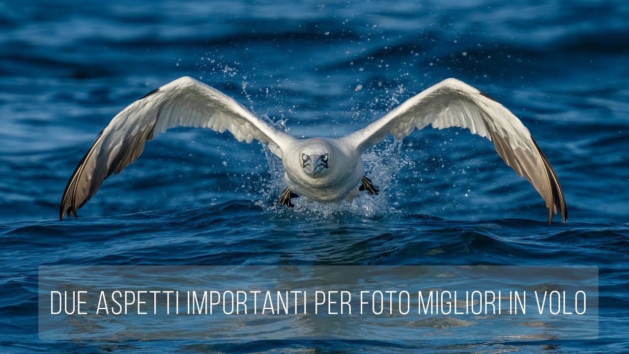 Due aspetti importanti per foto in volo migliori