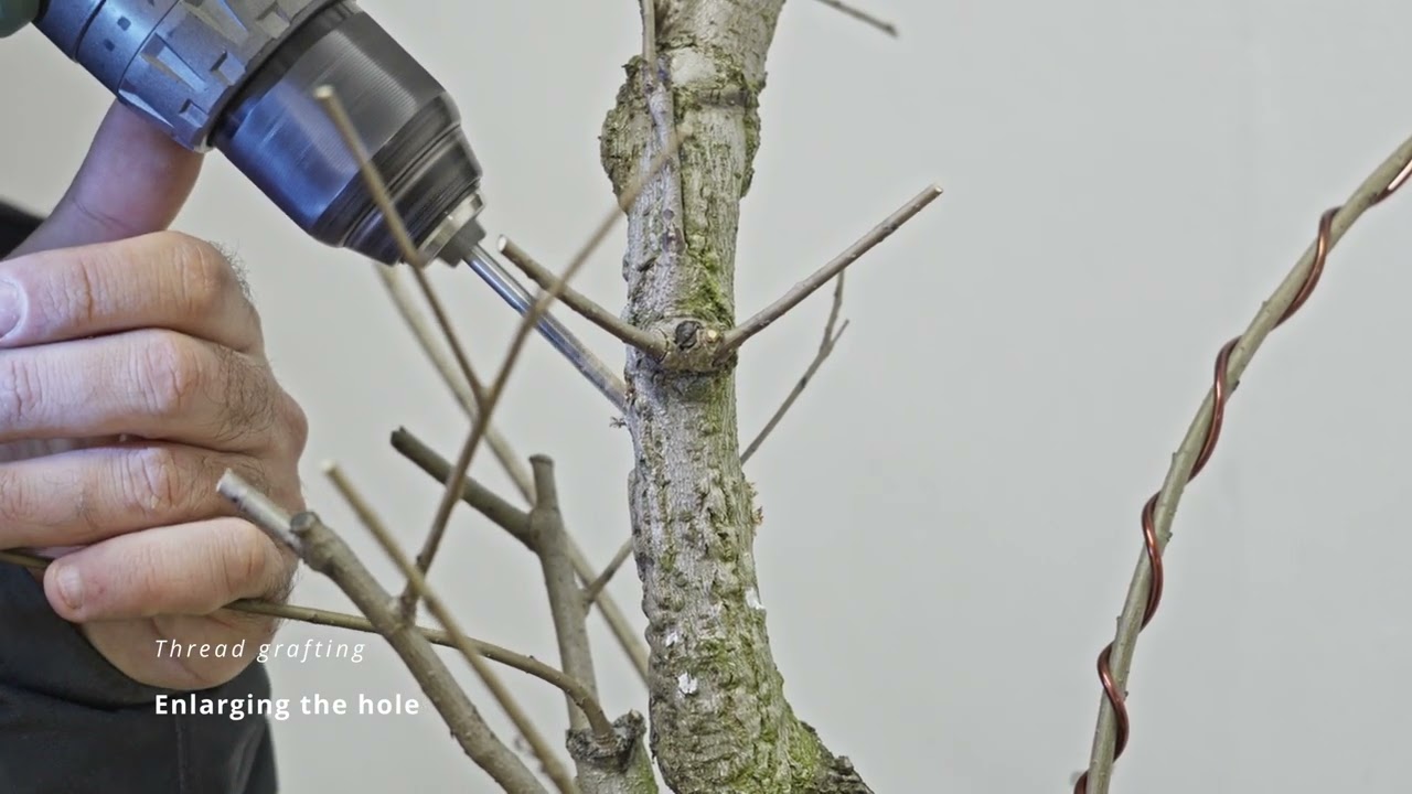 Ep05 - Ulmus Minor Broom Style - Bonsai Journey