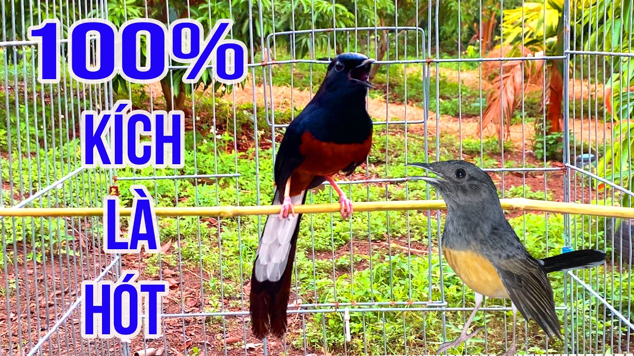 💥💦ch&ograve;e lửa h&oacute;t đấu [ TẠCH ĐẬP ĐẢO GIỌNG ] 23 ph&uacute;t.ch&ograve;e lửa h&oacute;t nhiều giọng | murai batu.jatan ngamuk