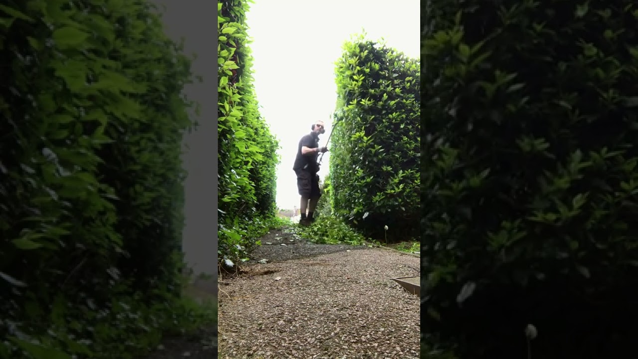 Oddly Satisfying Hedge Tidy #Shorts