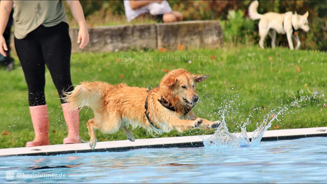 Badespaß für Bello & Co.: Hundeschwimmen im F3-Freibad zieht Besucher an | Sony PXW Z90