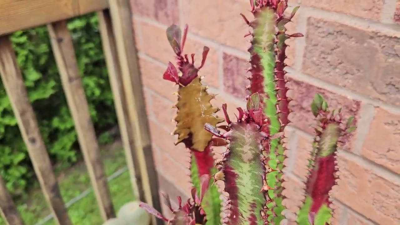 Euphorbia trigona v. rubra sun damage June 2024