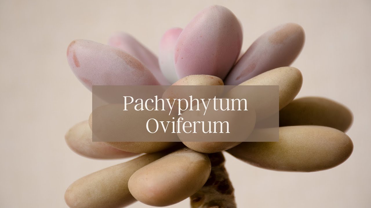 Pachyphytum Oviferum // 𝐒𝐮𝐜𝐮𝐥𝐞𝐧𝐭𝐚𝐬 𝐚𝐥 𝐃𝐞𝐬𝐧𝐮𝐝𝐨 😉🌵 - 𝐄𝐩. 𝟎𝟗⁣⁣