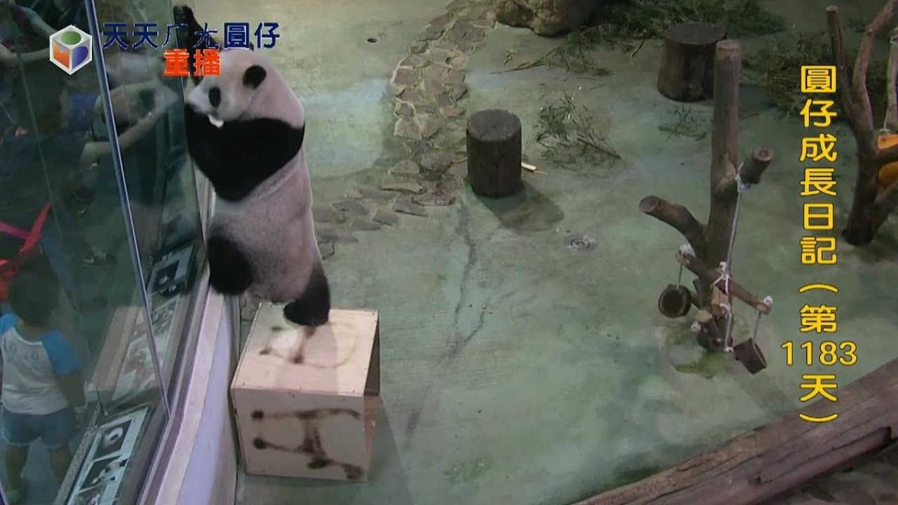圓仔直播精華 | 20161001 開心等下班