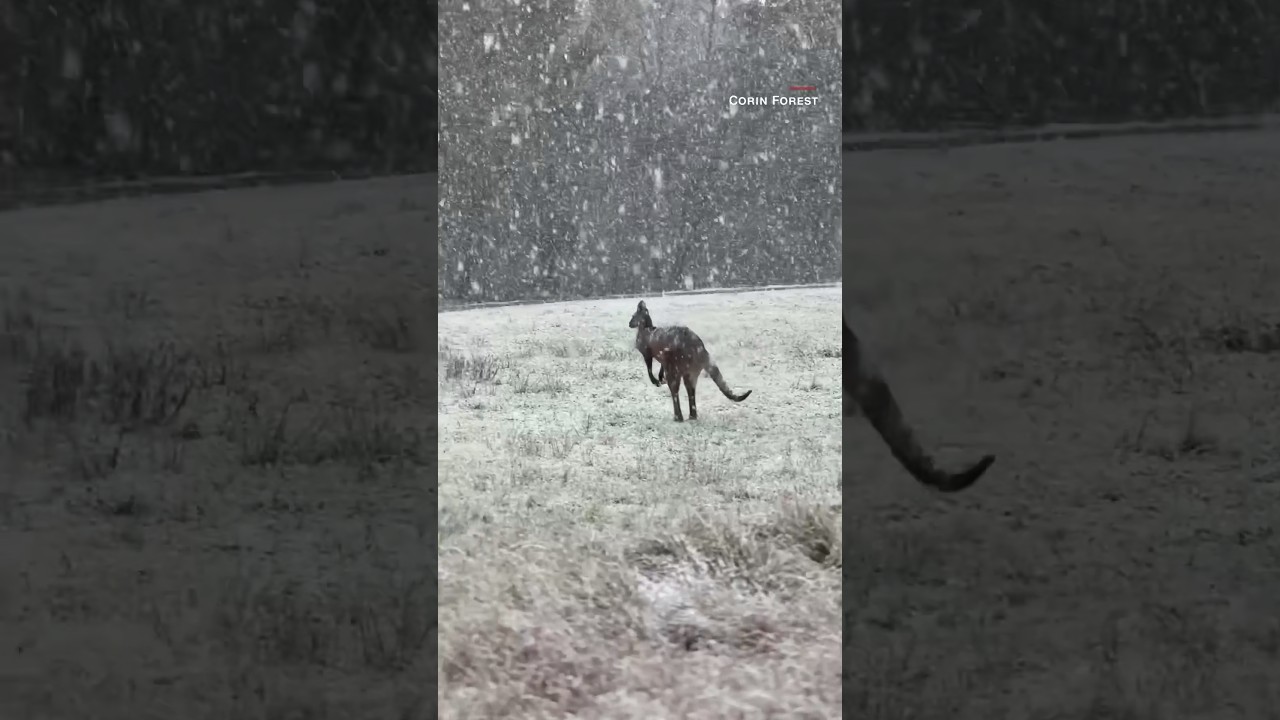 Watch kangaroos hop through snow as cold front hits Australia
