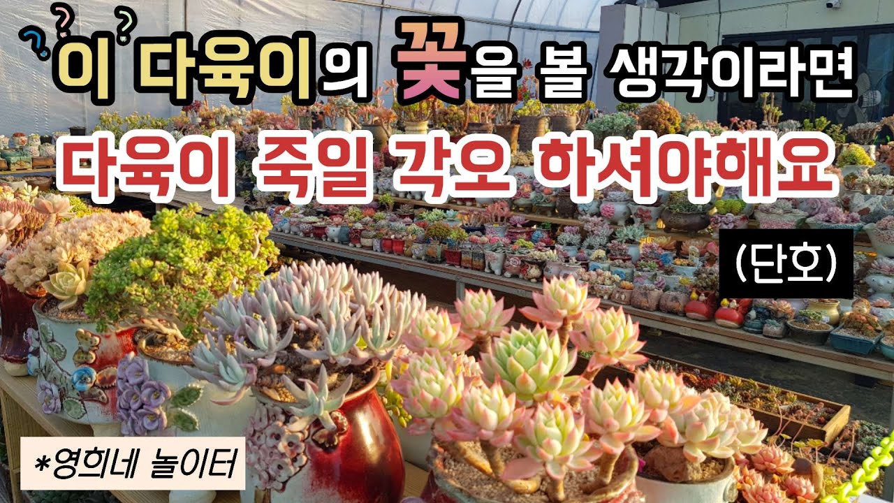 꽃을 보면 목대가 죽는 다육이는 누구?😥ㅣ전북 익산시 삼기면 정하네다육 키핑장 ㅣ #신쌤의다다육선(多肉植物, succulent, たにくしょくぶつ)