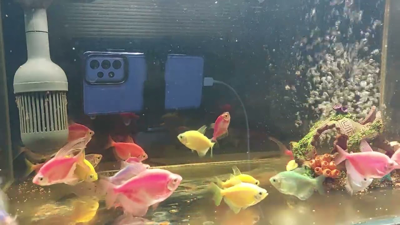 Relaxing Aquarium Fish Tank Sounds no music