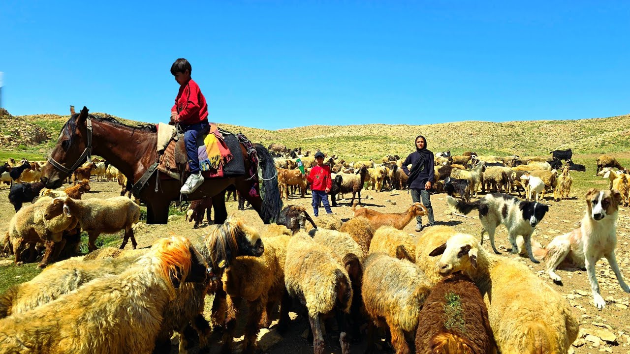 Zagros nomadic girls in the heart of the mountains 🌄 | Herding and breathtaking challenges