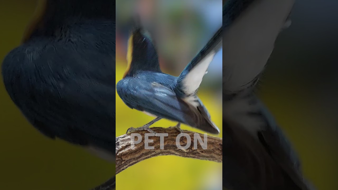 Tickell's blue flycatcher Singing E19 #birdsinging #flycatchers #tledekangunung