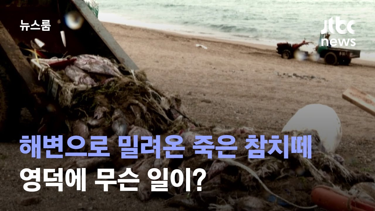 해변으로 밀려온 죽은 참치떼…영덕에 무슨 일이? / JTBC 뉴스룸