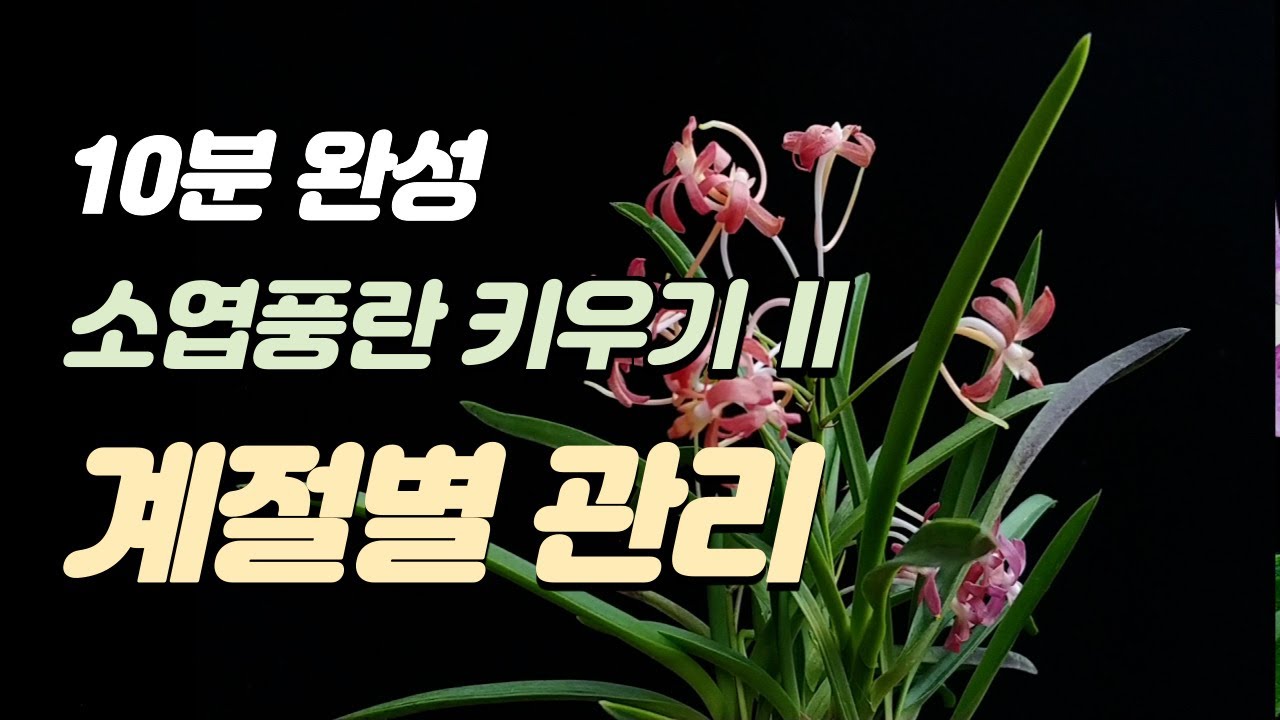 일반 화원에서 구입한 소엽무지 풍란 잘 키우는 법 (2편)