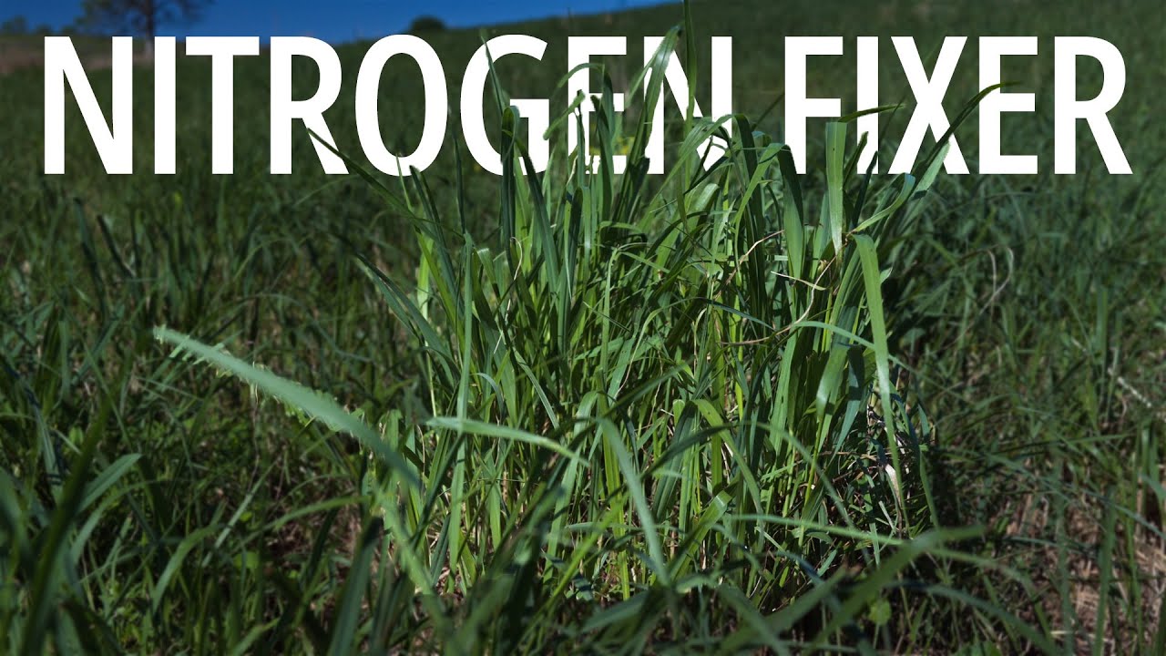This Heat Loving Grass Makes Free Fertilizer