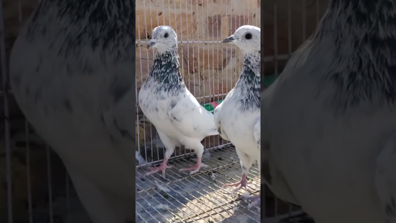 Bille Eyes Wale Kabutar | Ahsan Birds Channel