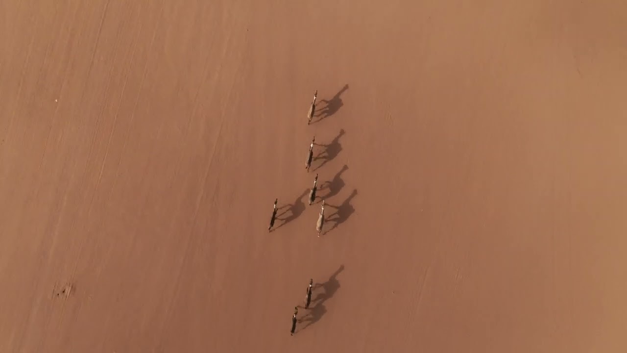 الهجيج | المجموعة الأولى فئة (أ) - مهرجان الملك عبدالعزيز للإبل7